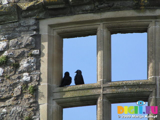 SX03164 Pair of black birds (Jackdaws - Corvus Monedula) in Carew castle window
